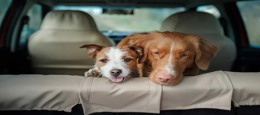 How to Keep Your Dog Calm During Road Trips